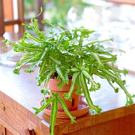 Types Of House Ferns