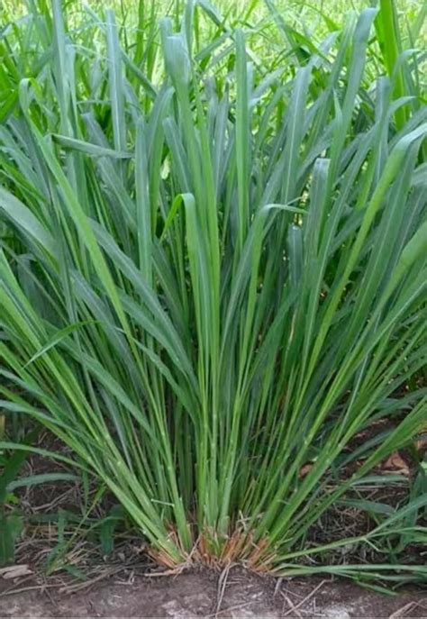 Makkhan Grass Seeds for Animal Feed 100 Grams : Amazon.in: Garden ...
