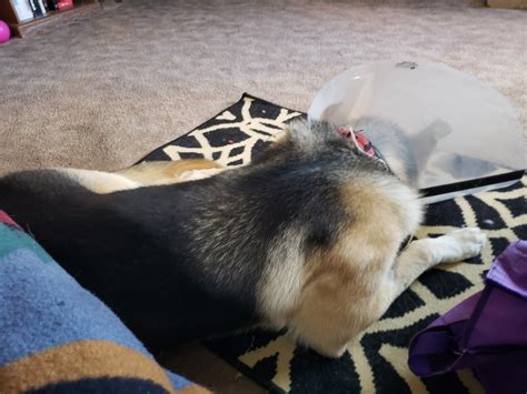 Chatfield Vet Hospital