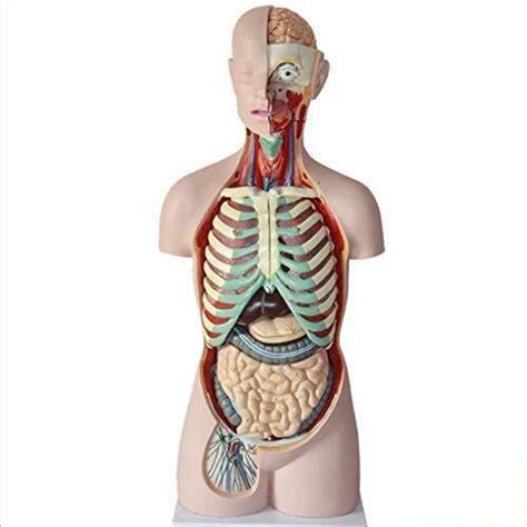Buy WANGXN 85cm Body Anatomy Model Human Skeleton Anatomical Internal ...