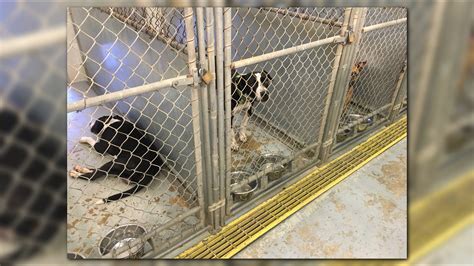 Does your home have room for a furry friend? The Lorain County Dog ...