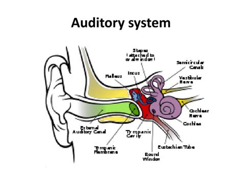 Process Models of the Auditory System 的图像结果