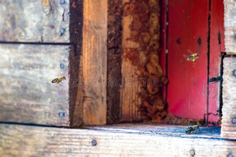 Image result for Bee Flying Front View