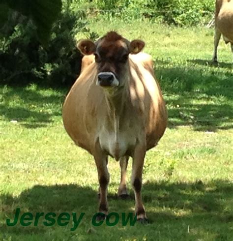 Dairy Cow And Pregnancy - Farm House