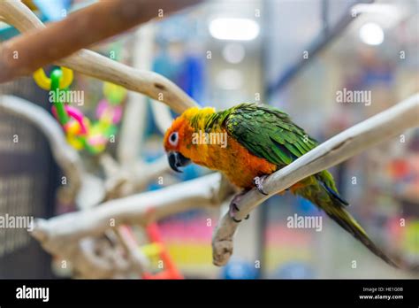 Image result for Fancy Conure