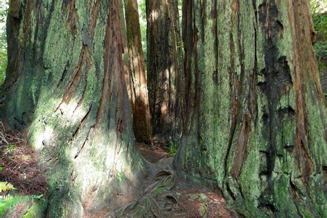 Mt. Tamalpais - Hike Deep Into the Redwoods above Muir Woods, Bootjack ...