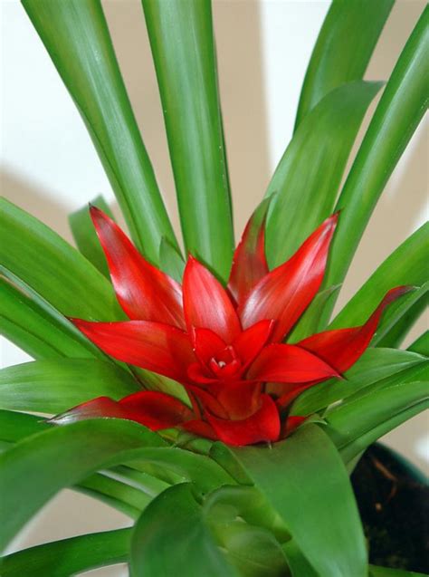 agaclar.net - Guzmania Ostara