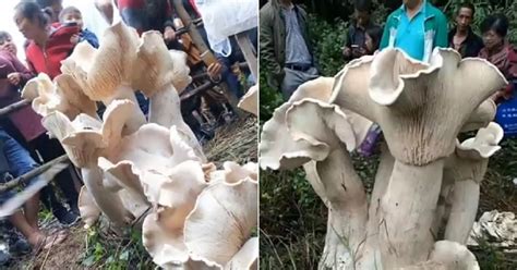 Giant 'Elephant Foot' Mushroom Has 30,000 Daily Visitors In China ...