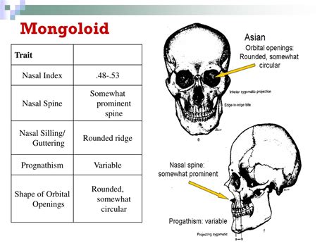 PPT - FORENSIC ANTHROPOLOGY PowerPoint Presentation, free download - ID ...