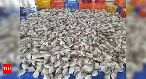 First harvest of Indian Pompano fish in Odisha from marine cage culture ...