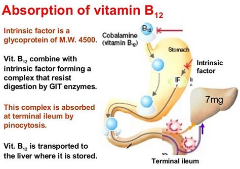 Pernicious Anemia - Causes, Signs, Symptoms, Treatment