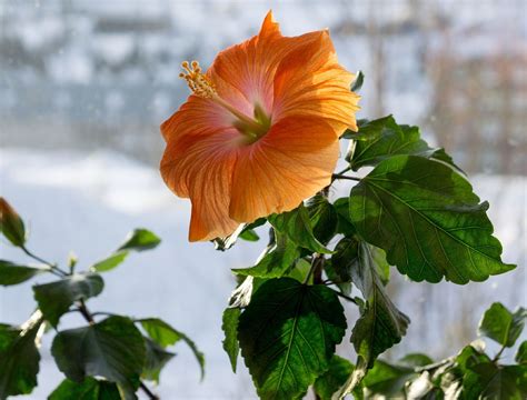 How To Winterize Your Hibiscus Plants