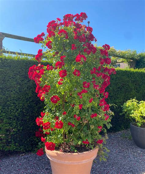 How to plant roses in pots: a simple guide | Gardeningetc