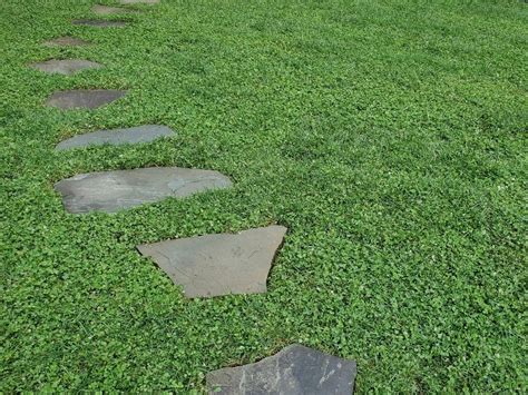 Microclover Lawn 的图像结果