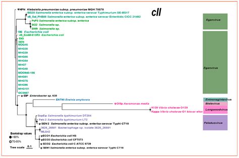 Phylogenetic Relationships and Evolution of the Genus Eganvirus (186-Type) Yersinia pestis ...