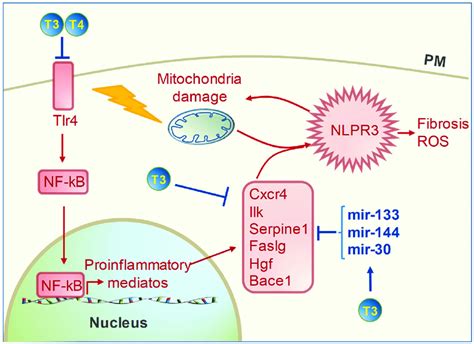 Image result for hormones affecting inflammation in joints