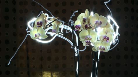 Wallpaper orchid, flowers, neon hd, picture, image