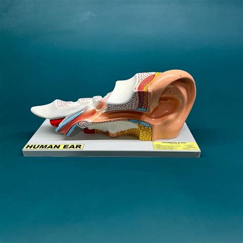 Image result for In-Ear Programming Model Example