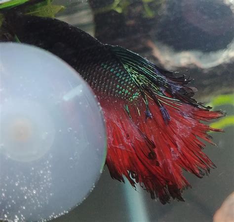 Betta was treated for Ich but now he is doing much much worse and seems ...