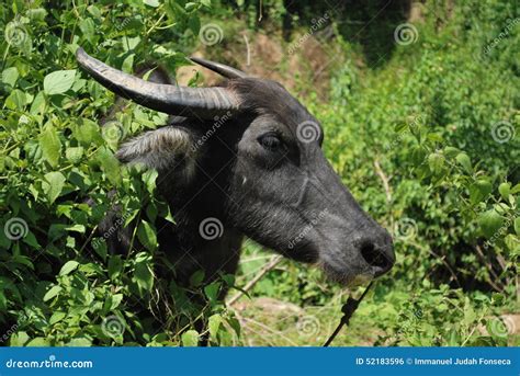 Carabao Face the National Animal of the Philippines Stock Photo - Image ...