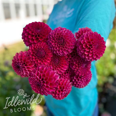 Spellbreaker Dahlia Tuber | Spellbreaker Flower Bulb & Information ...