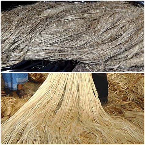 Fibre yielding plants — lesson. Science State Board, Class 6.