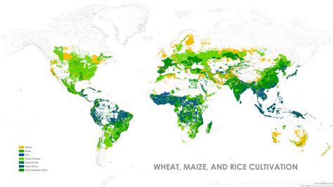 Mapping The Global Geographical Distribution Of Rice In 2026