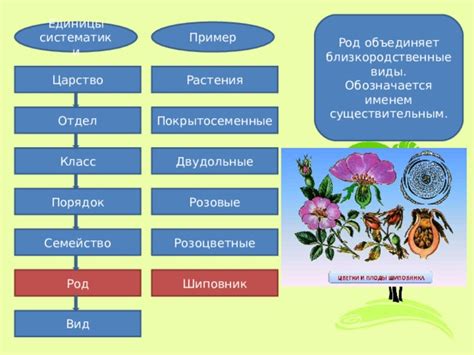 Основы систематики растений