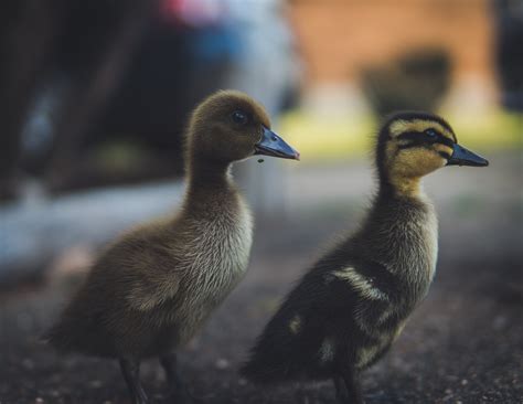 Free Images : duck, vertebrate, beak, water bird, ducks, geese and swans, waterfowl, wildlife ...