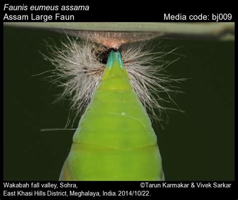 Faunis eumeus | Butterfly