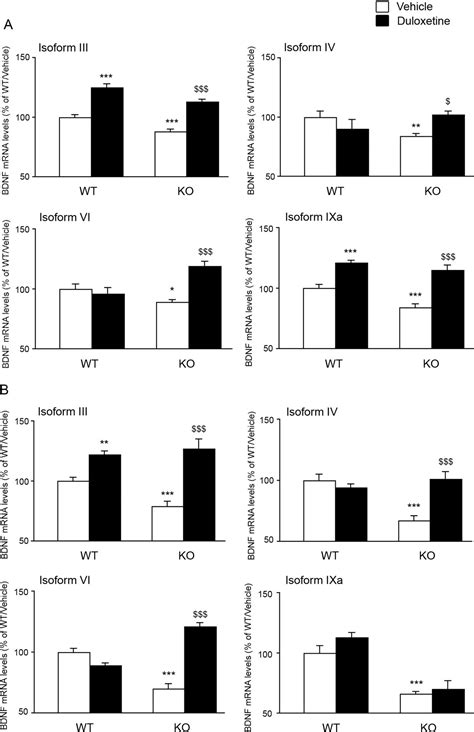 Long-Term Duloxetine Treatment Normalizes Altered Brain-Derived Neurotrophic Factor Expression ...