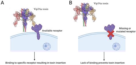 Resistance to Vip3Aa: A Growing Threat with Unclear Mechanisms and ...