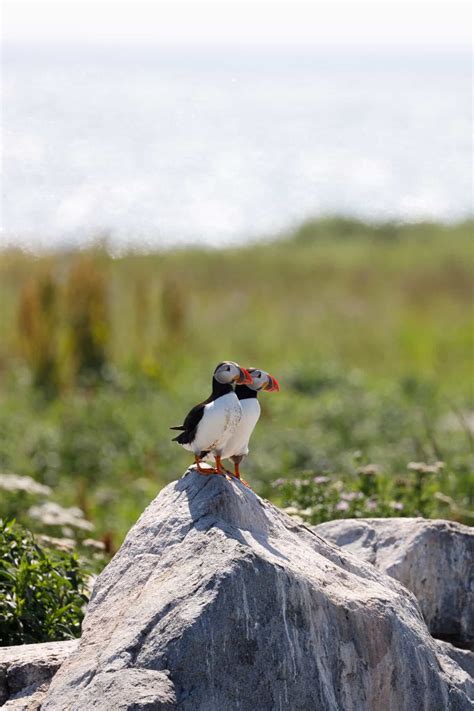 Where to see puffins in maine 5 best puffin tours in maine – Artofit