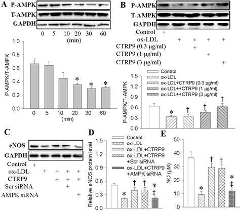 C1q/TNF-Related Protein-9 Ameliorates Ox-LDL-Induced Endothelial ...
