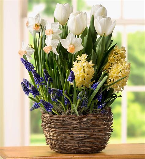 Image result for Spring Bulbs in Containers