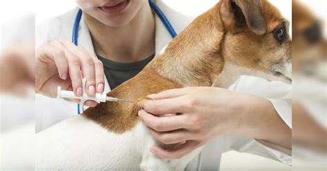 UP govt to frame policy on courses in animal husbandry, para-veterinary ...