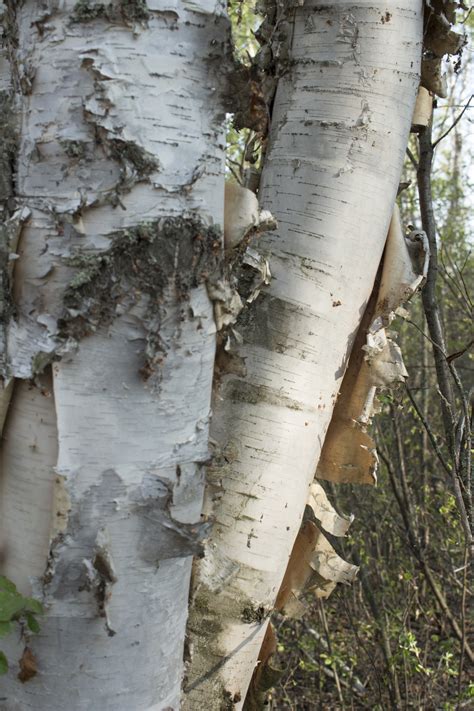 White Birch Bark Tree Free Stock Photo - Public Domain Pictures