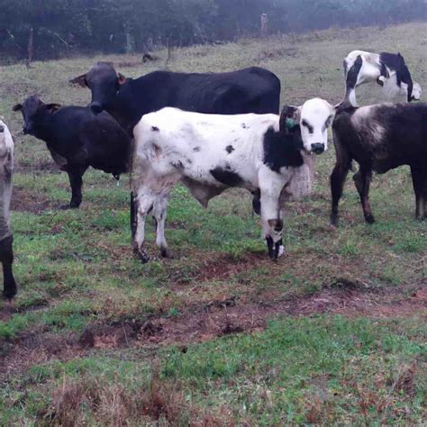 Treatment Of Corridor Disease In Cattle at Poppy Bleasdale blog