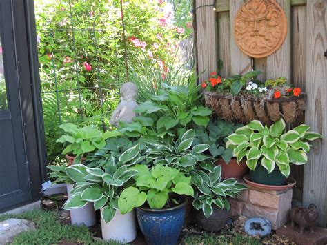 24 Shade Plants for Container Gardening with Hostas Ideas You Should ...
