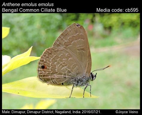 Anthene emolus | Butterfly