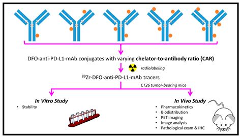 Evaluation of Chelator-to-Antibody Ratio on Development of 89Zr-iPET ...