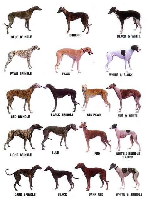 Dog Color Meaning at David Yetter blog