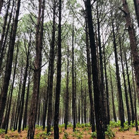 THE 5 BEST Places to Visit in Netarhat (2026) - Must-See Attractions