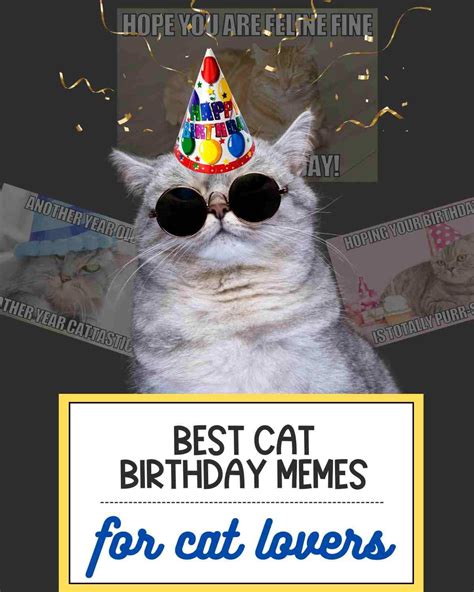 Cat Happy Birthday Memes 10 Cat Birthday Memes That Are Purrfectly