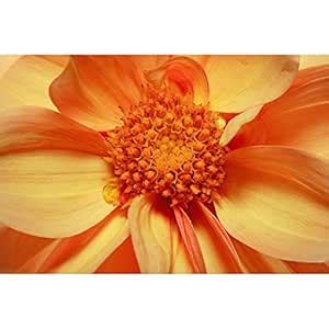 Pitaara Box Single Flowering Dahlia | Unframed Canvas Painting for ...