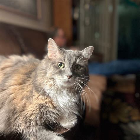 Image result for DIY Small Envelope Template