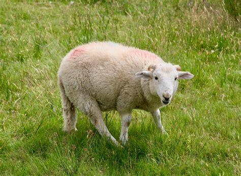 What Is Special About Dolly The Sheep - Infoupdate.org