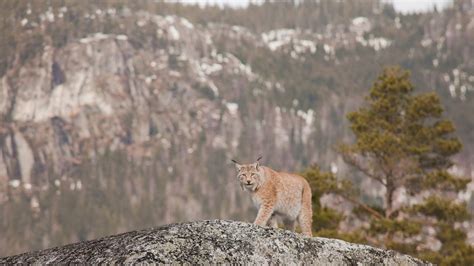 Bear Park | Theme Parks | Flå | Norway