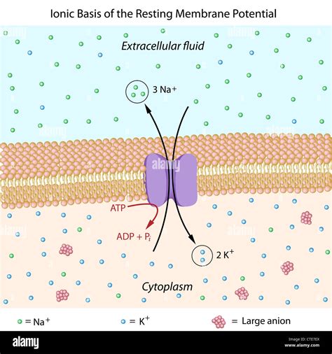 Image result for Cellular Membrane Potential