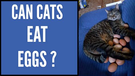 Can Cats Eat Eggs? | A Comprehensive Cat Care Guide !! | Kitty County